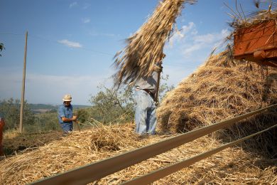 Galleria immagine Battitura del Grano