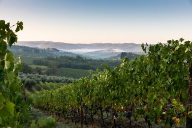 Image gallery Our Vineyards