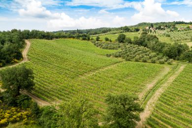 Image gallery Our Vineyards