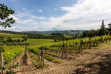 Image gallery Our Vineyards