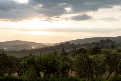 Image gallery EVO Oil and Health