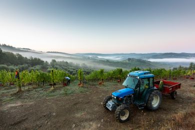 Image gallery Our Vineyards