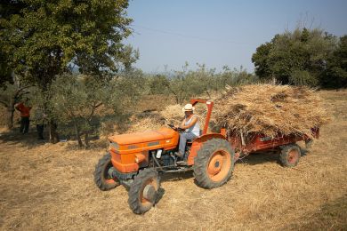 Galleria immagine Battitura del Grano