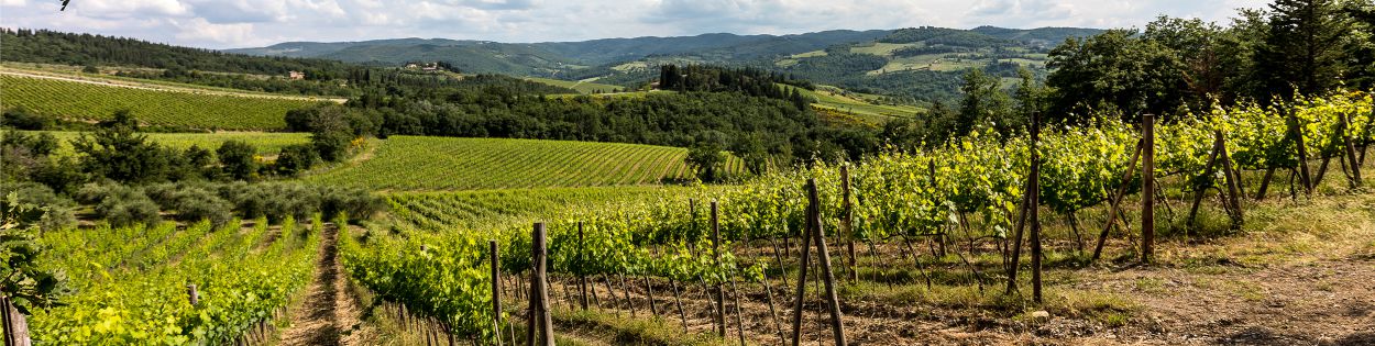 Header image Our Vineyards