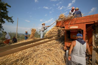 Galleria immagine Battitura del Grano