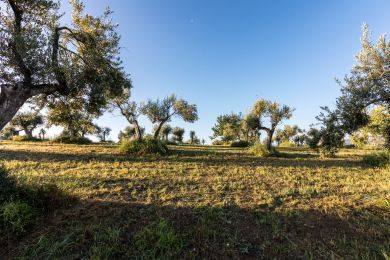 Image gallery EVO Oil and Health