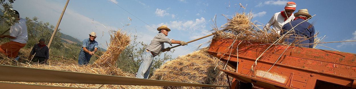 Header image Battitura del Grano