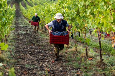 Image gallery Our Vineyards