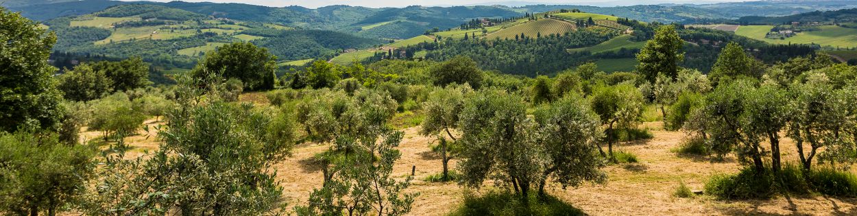 Header image EVO Oil and Health