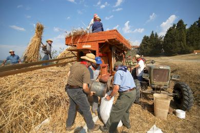 Galleria immagine Battitura del Grano