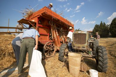 Galleria immagine Battitura del Grano