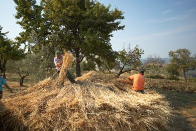 Galleria immagine Battitura del Grano