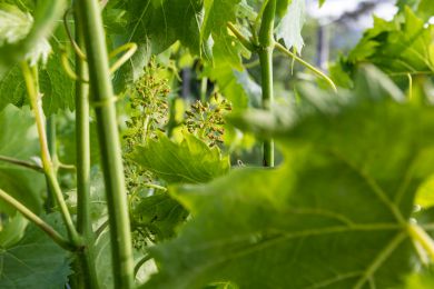 Image gallery Our Vineyards