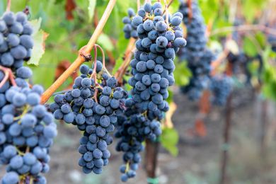 Image gallery Our Vineyards