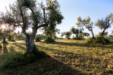 Image gallery EVO Oil and Health