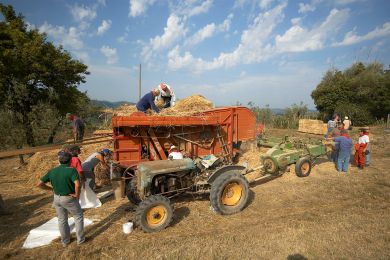 Galleria immagine Battitura del Grano