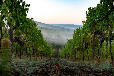 Image gallery Our Vineyards