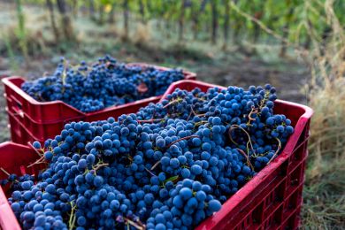 Image gallery Our Vineyards