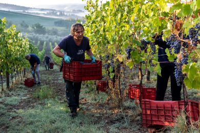 Image gallery Our Vineyards