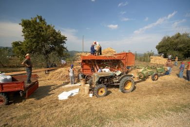 Galleria immagine Battitura del Grano