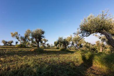 Image gallery EVO Oil and Health