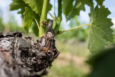 Image gallery Our Vineyards