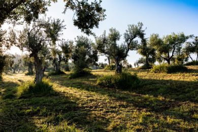 Image gallery EVO Oil and Health