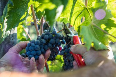 Image gallery Our Vineyards