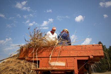 Galleria immagine Battitura del Grano